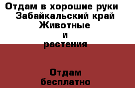 Отдам в хорошие руки - Забайкальский край Животные и растения » Отдам бесплатно   